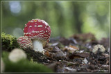 Vliegenzwam - Amanita muscaria 20150928_0823