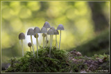 Graskleefsteelmycena - Mycena epipterygia