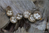 Geel nestzwammetje - Crucibulum crucibuliforme