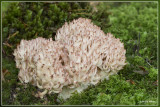 Bloemkoolzwam - Ramaria botrytis