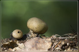 Wortelende aardappelbovist - Scleroderma verrucosum