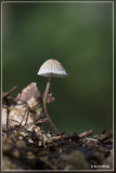 Melksteelmycena - Mycena galopus