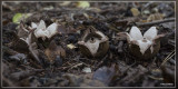 Gekraagde aardster - Geastrum triplex 