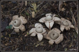 Gekraagde aardster - Geastrum triplex 