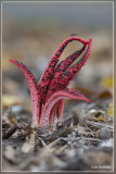 Inktviszwam - Clathrus archeri