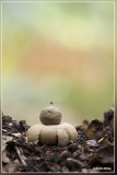 Gewimperde aardster - Geastrum fimbriatum