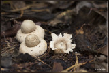 Gewimperde aardster - Geastrum fimbriatum