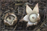 Gekraagde aardster - Geastrum triplex