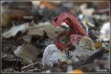 Inktviszwam - Clathrus archeri