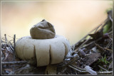 Gewimperde aardster - Geastrum fimbriatum