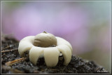 Gewimperde aardster - Geastrum fimbriatum