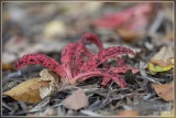 Inktviszwam - Clathrus archeri