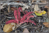 Inktviszwam - Clathrus archeri