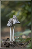 Spechtinktzwam - Coprinopsis picacea