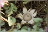 Gekraagde aardster - Geastrum triplex 