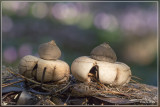 Gewimperde aardster - Geastrum fimbriatum 