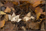 Gekraagde aardster - Geastrum triplex 