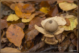 Gekraagde aardster - Geastrum triplex 