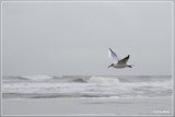 _MG_8865.jpg