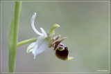 Ophrys oestrifera subsp. montis-gargani