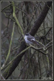 Bonte Vliegenvanger - Ficedula hypoleuca