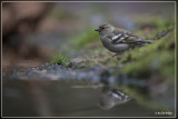 Vink - Fringilla coelebs