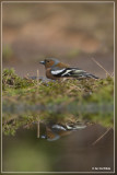 Vink - Fringilla coelebs