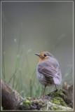 Roodborst - Erithacus rubecula