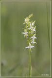 Bergnachtorchis - Platanthera chlorantha