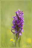 Dactylorhiza incarnata - Vleeskleurige orchis
