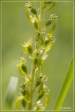 Grote keverorchis - Listera ovata