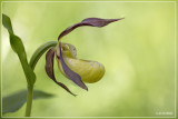 Vrouwenschoentje - Cypripedium calceolus