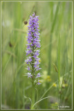 Gevlekte rietorchis - Dactylorhiza praetermissa var. junialis