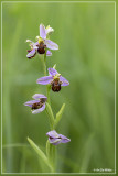 Ophrys apifera - Bijenorchis