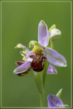 Ophrys apifera - Bijenorchis