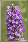 Dactylorhiza praetermissa - Rietorchis