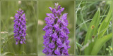 Dactylorhiza praetermissa - Rietorchis