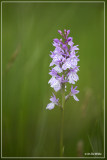 Gevlekte orchis - Dactylorhiza maculata ssp. maculata