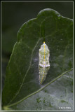Groot koolwitje - Pieris brassicae	