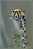 Koninginnenpage - Papilio machaon	