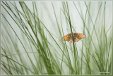 Veldparelmoervlinder - Melitaea cinxia