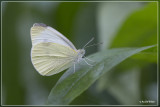 Klein koolwitje - Pieris rapae