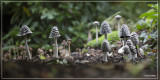 Spechtinktzwam - Coprinopsis picacea 