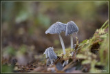 Hazenpootje - Coprinopsis lagopus 