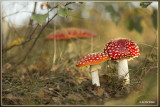 Paddenstoelen (mushrooms)