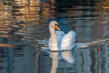 Zwaan op de Dijver