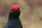 Black Grouse 