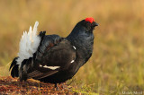 Black Grouse 