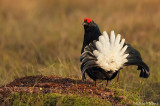 Black Grouse 