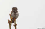 Pygmy Owl